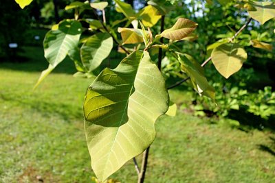 Magnolia obovata - šácholan obvejčitý - jarní list